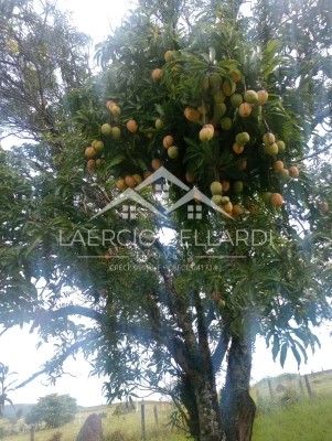 Foto 23: Chácara de 2 quartos, 13600m² no bairro Bom Retiro, em São José dos Campos